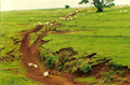 pecuaria_erosao_lateral