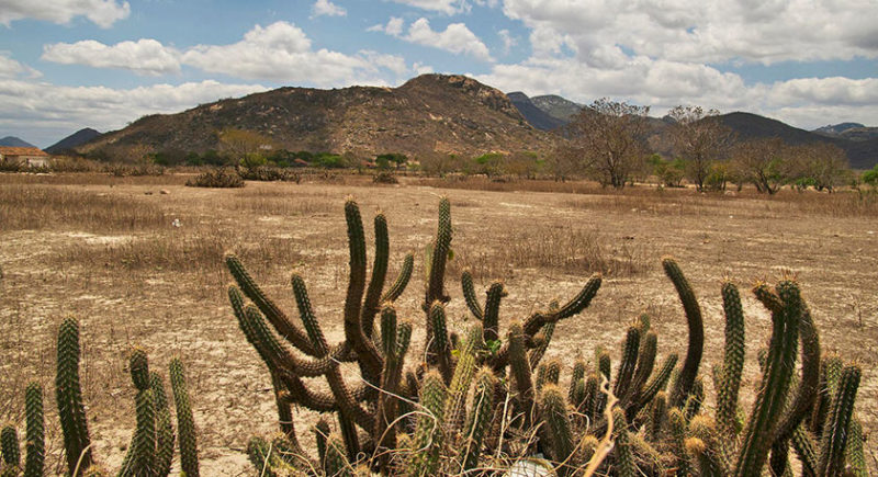 caatinga 2 1309