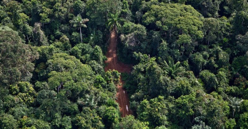 devastação meioambiente