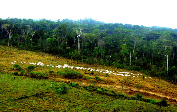 Floresta Nacional do Jamanxim