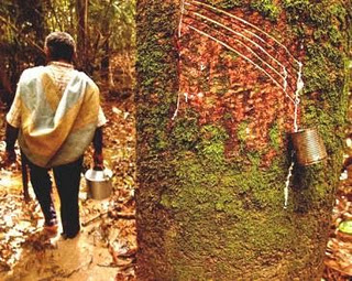 Há 30 anos, com Chico Mendes, nascia o extrativismo responsável da Amazônia