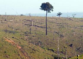 Câmara anula Código Florestal idealizado pelos senadores