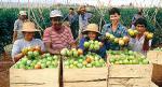 Governo vai investir R$18 bi em agricultura familiar em 2013