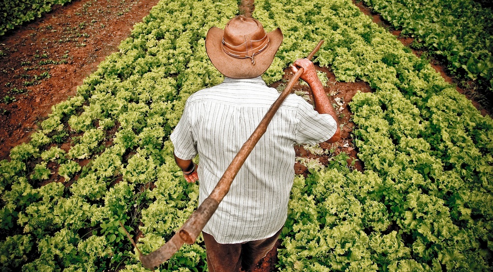 Setor agropecuário disponibiliza mais de 14 mil vagas