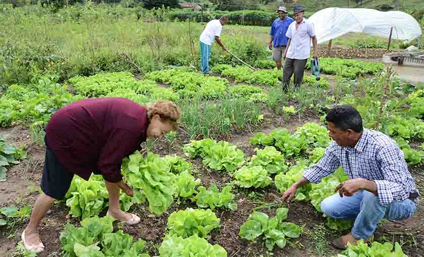 Governo passa a priorizar compra da agricultura familiar em órgãos públicos