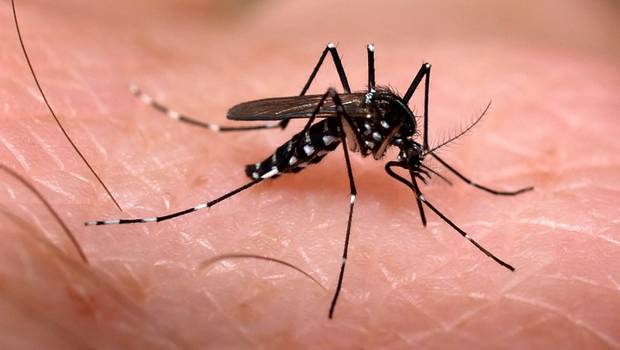 Registrado teste que detecta zika, chikungunya e dengue de forma combinada