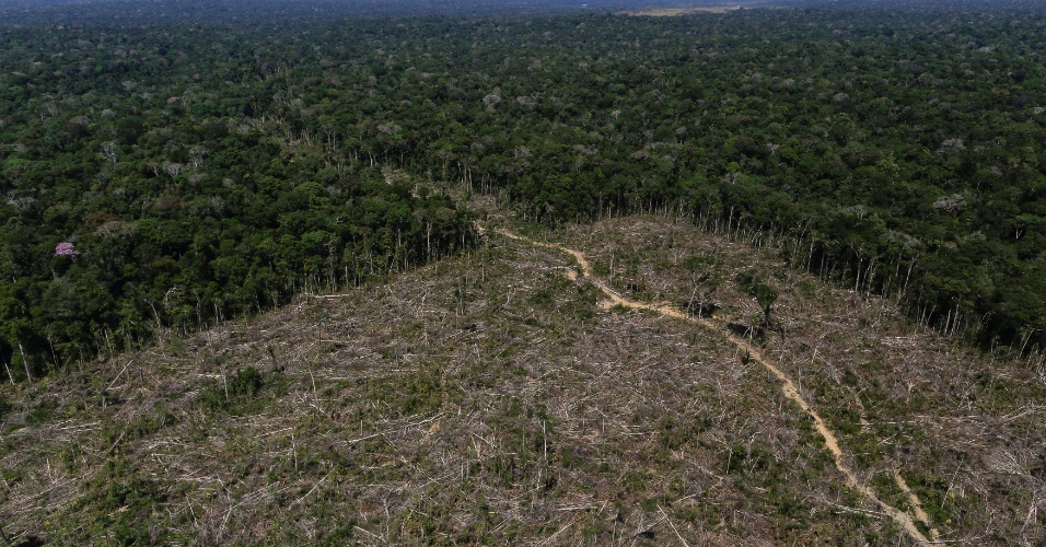 Cana na Amazônia será ‘motor ao desmatamento’, dizem entidades