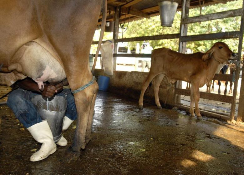 Governo Bolsonaro ameaça ampliar prejuízo com as trapalhadas do leite