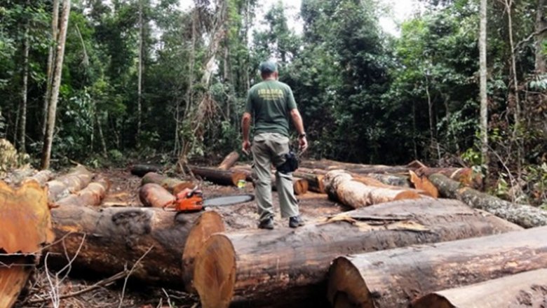 Desmatamento na Amazônia aumenta 212% em outubro