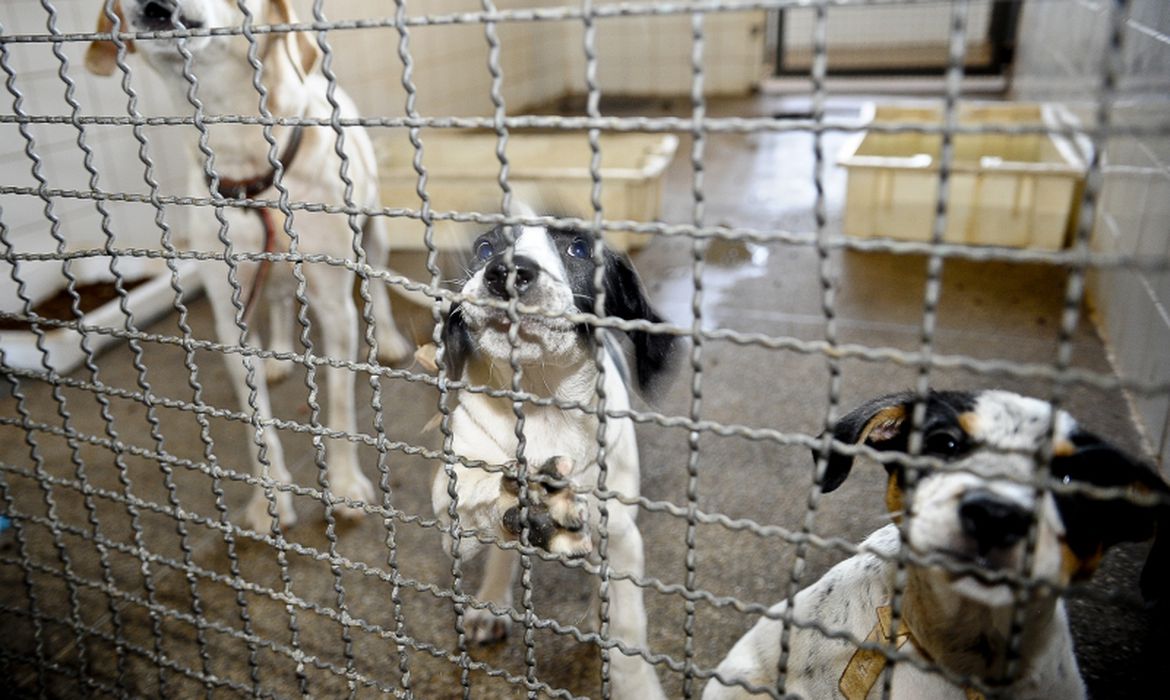 Senado aumenta pena por maus tratos a animais com apoio do PT