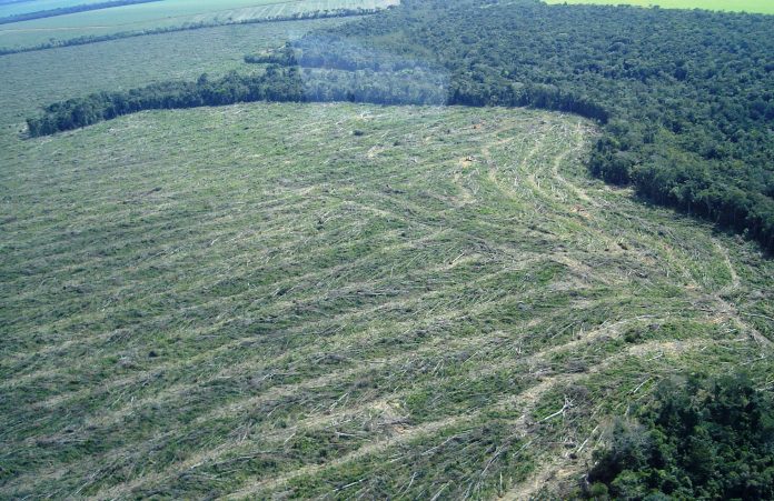 Novo recorde de desmatamento desmoraliza o Brasil no mundo