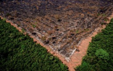 Estudo revela explosão da grilagem e do desmatamento na Amazônia