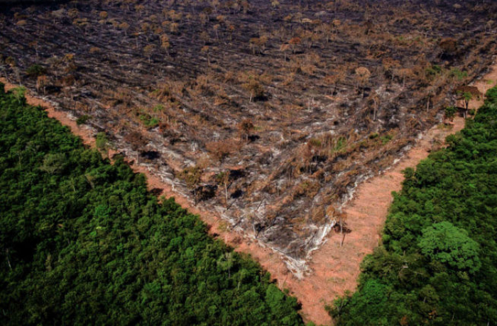 Estudo revela explosão da grilagem e do desmatamento na Amazônia