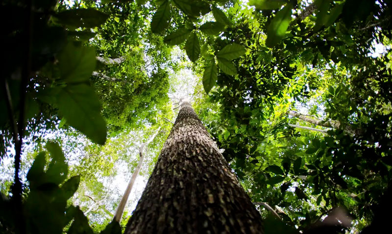 Efeito Lula: desmatamento cai 73% nas áreas protegidas da Amazônia