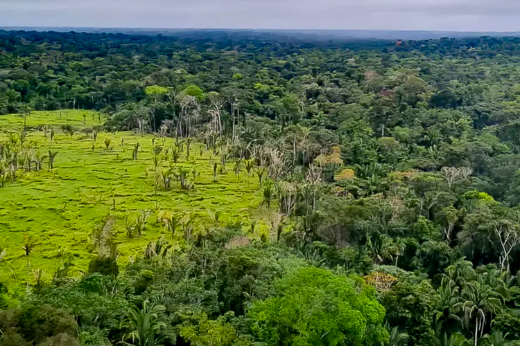 Taxa de desmatamento na Amazônia cai 21,8% em 2023