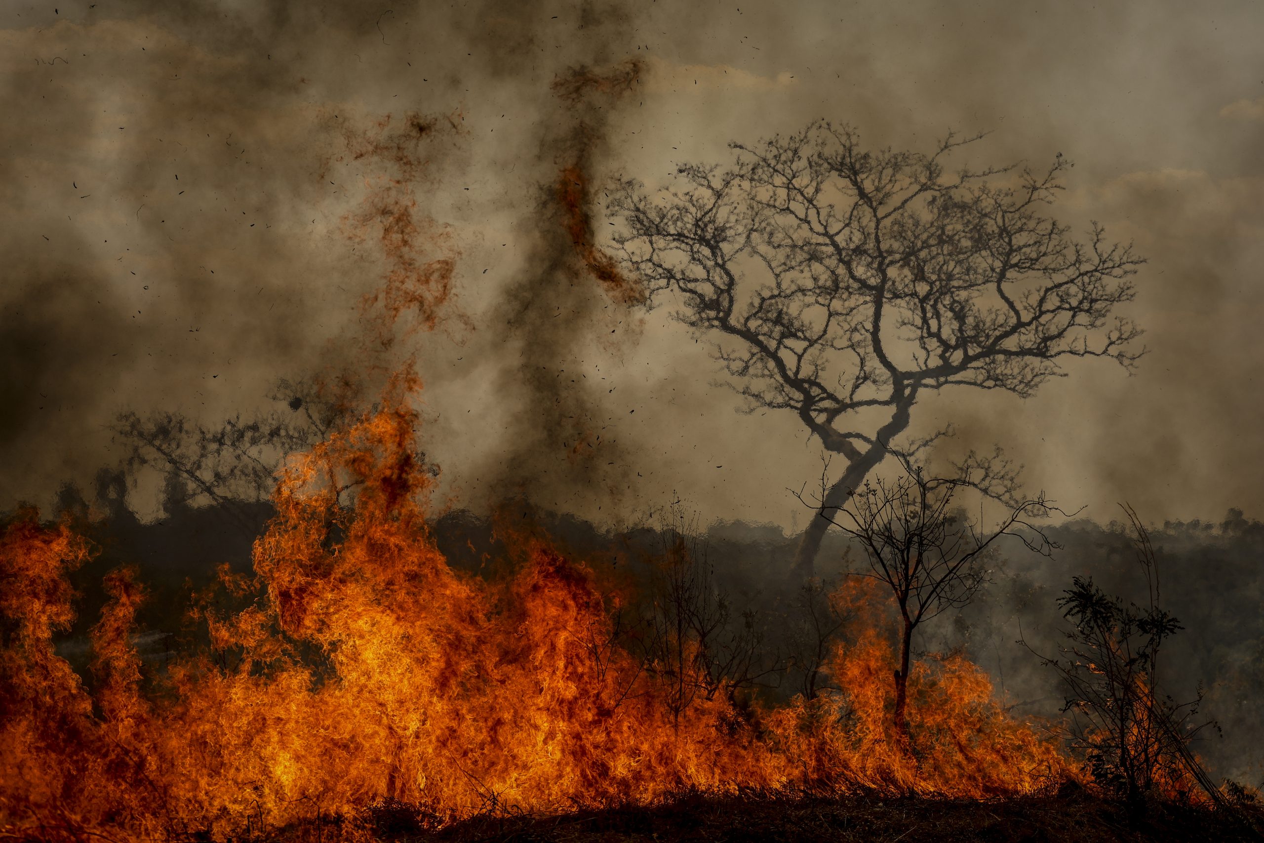 Senadores petistas defendem punição rigorosa para incêndios criminosos