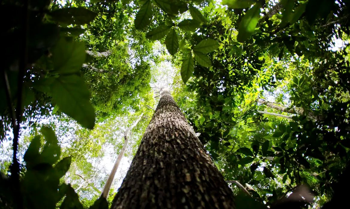 Líder em iniciativas de proteção do meio ambiente, Brasil ganha com a floresta em pé