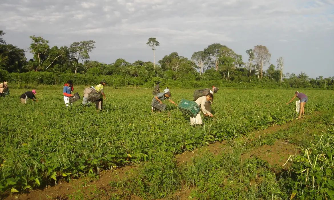 Senado aprova inclusão da agricultura familiar em fundo garantidor