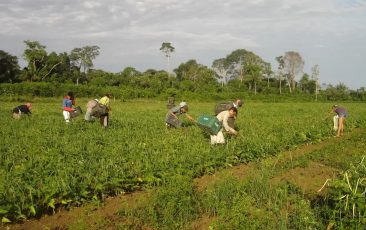 Lei do Pronaf e do Plano Safra da Agricultura Familiar foi proposta por Beto Faro