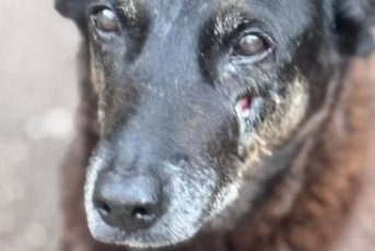 Agressão e morte do cão Orelha podem levar a aumento de pena para maus-tratos contra animais