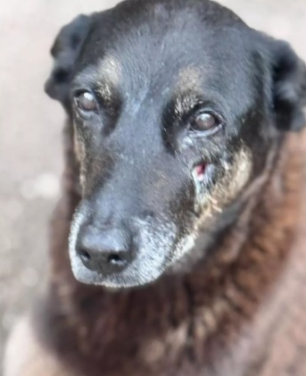 Agressão e morte do cão Orelha podem levar a aumento de pena para maus-tratos contra animais