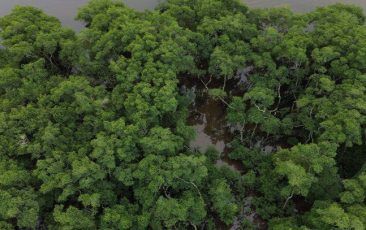 Pesquisa mostra queda de 60% do desmatamento na Mata Atlântica na comparação com 2021
