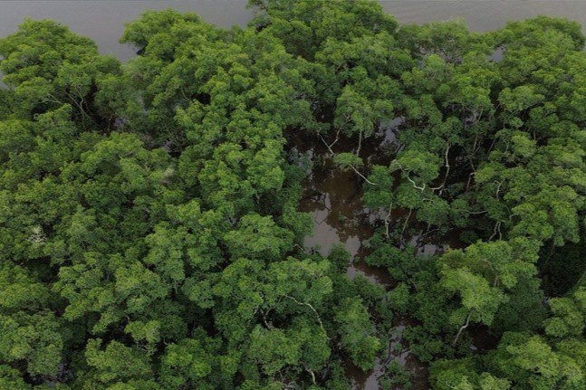 Pesquisa mostra queda de 60% do desmatamento na Mata Atlântica na comparação com 2021