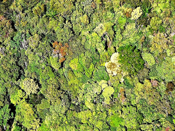 floresta-amazonica-01
