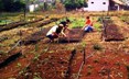 Producao_Mudas_Assentados2ID-flp6z4X7x3a