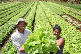 agricultura