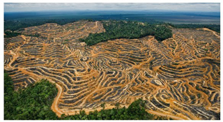 desmatamento_amazonia