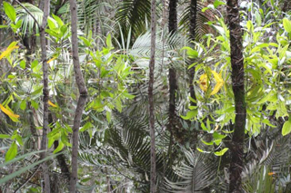 floresta_interna