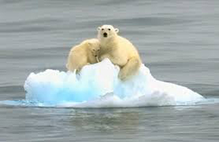 urso