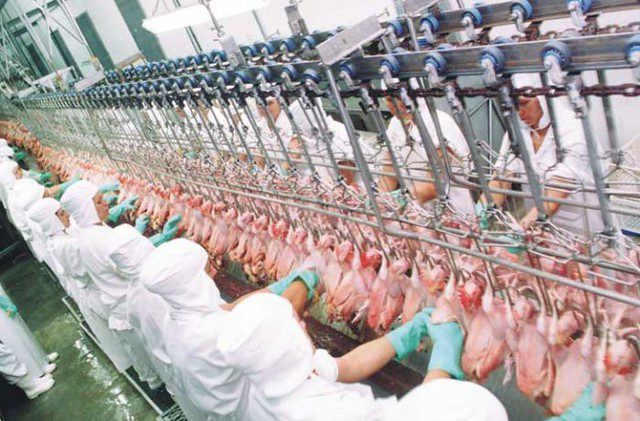 carne halal exportação oriente médio